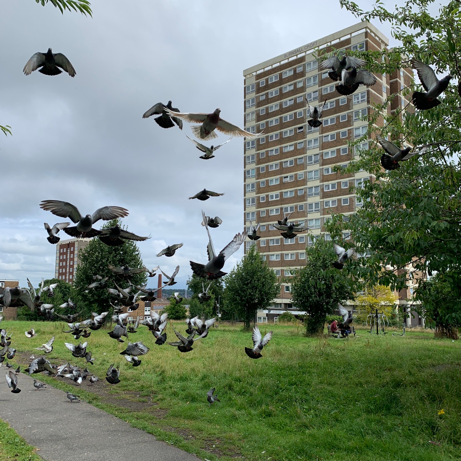 Hannah Platt's photograph, Armley Moor, Leeds - 20th June 2021, showing loads of pigeons zooming about in front of the towers