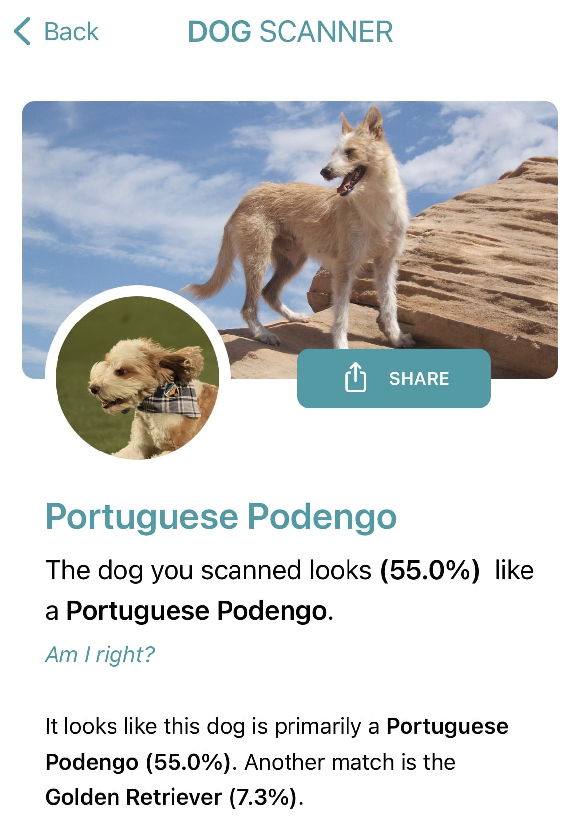 A screenshot of the Dog Scanner app confusing a cockerpoo with a Portuguese Pondengo even though they look nothing like each other