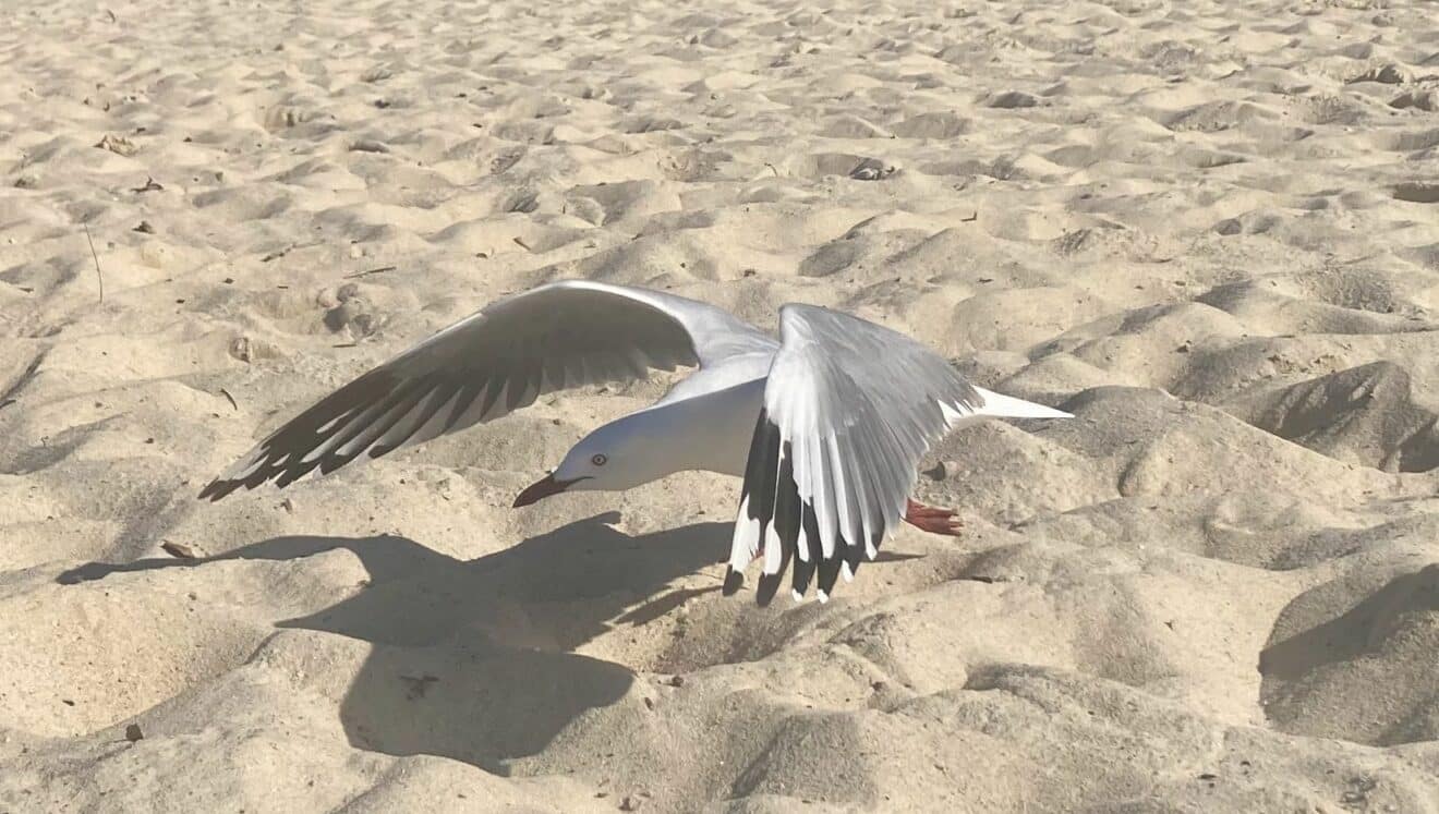 Silver gull in flight