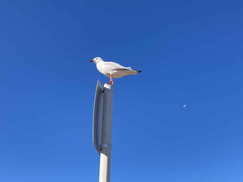 a silver gull overseeing proceedings