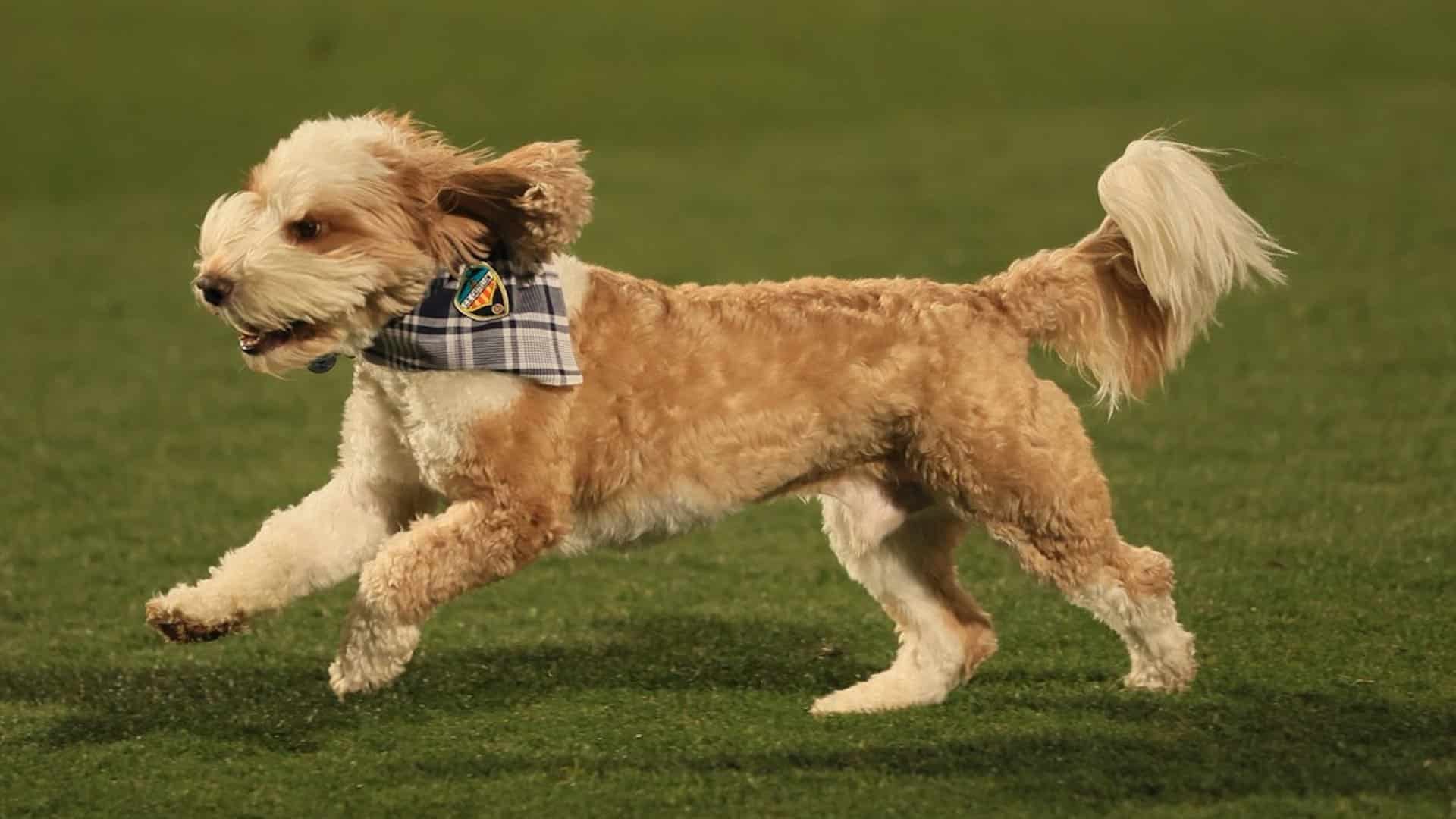 A photo of the bernedoodle Oscar running across the pitch at Castellon, wearing a snazzy Castellon neckerchief
